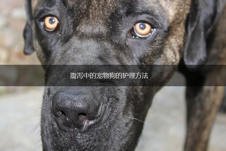 腹泻中的宠物狗的护理方法,第1张