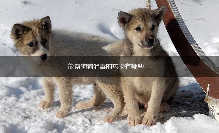 能帮狗狗消毒的药物有哪些,第1张