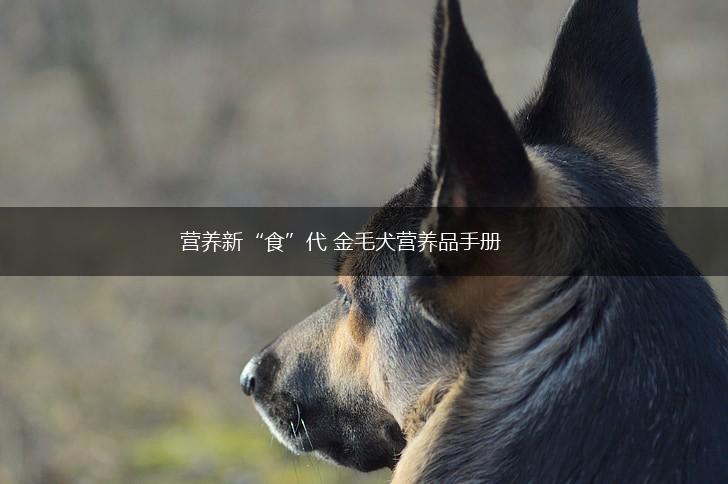 营养新“食”代 金毛犬营养品手册,第1张
