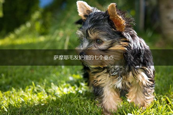 萨摩耶毛发护理的七个要点,第1张