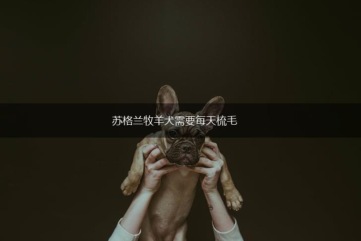 苏格兰牧羊犬需要每天梳毛,第1张 苏格兰牧羊犬需要每天梳毛,第1张