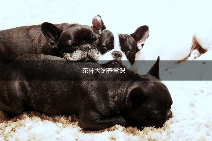 茶杯犬饲养常识,第1张