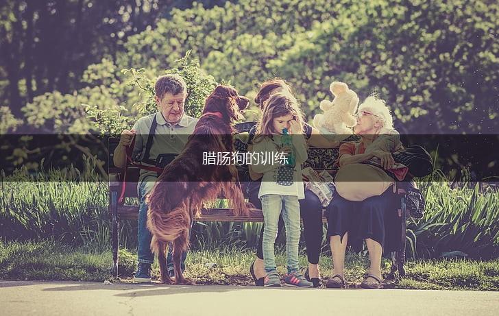 腊肠狗的训练,第1张