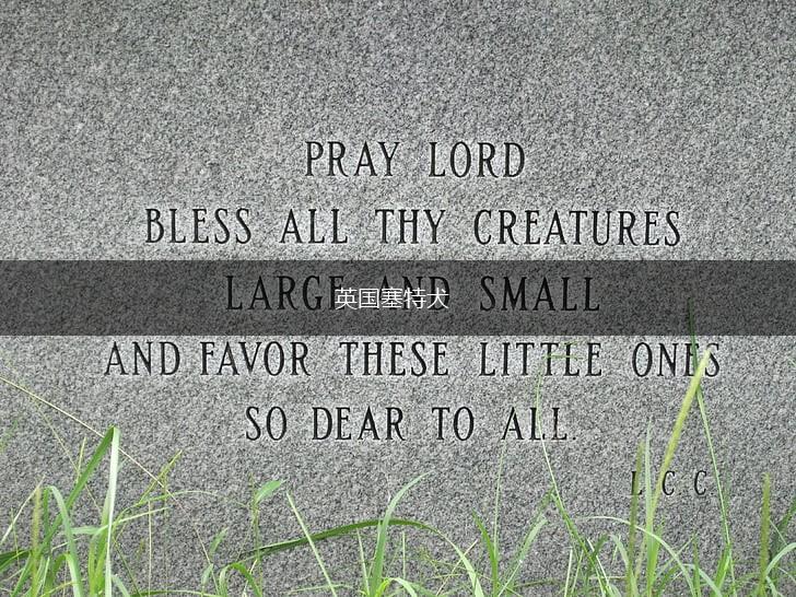 英国塞特犬,第1张 英国塞特犬,第1张