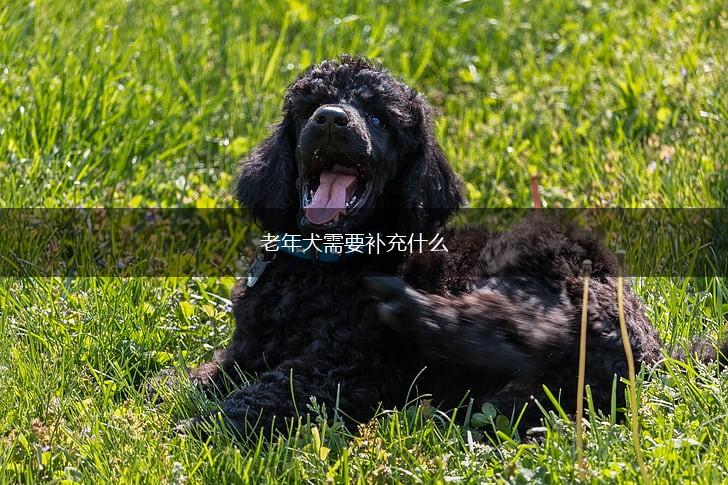 老年犬需要补充什么,第1张