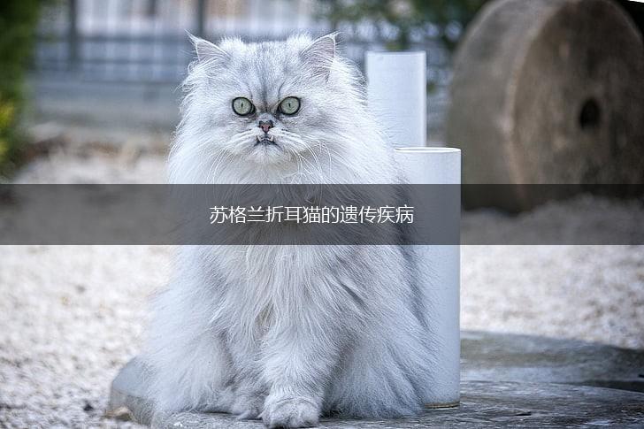 苏格兰折耳猫的遗传疾病,第1张