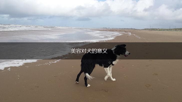 美容对犬的意义,第1张