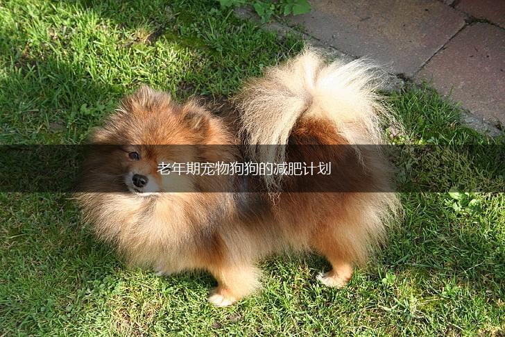 老年期宠物狗狗的减肥计划,第1张