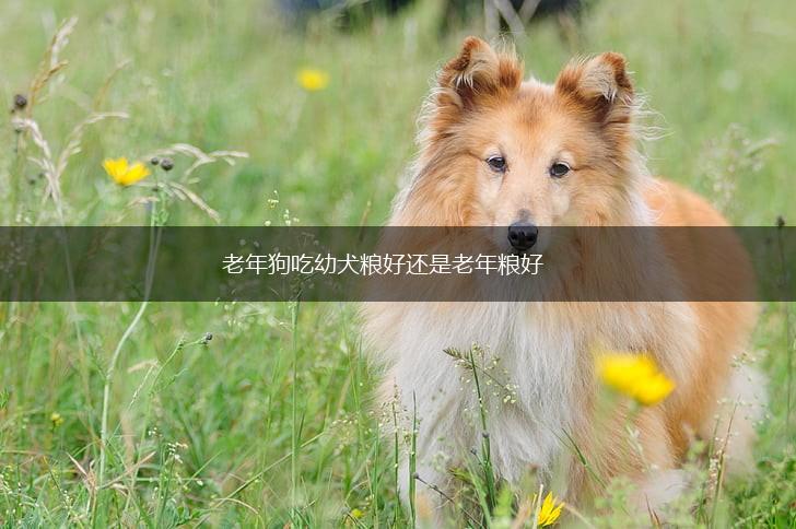 老年狗吃幼犬粮好还是老年粮好,第1张