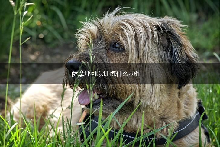 萨摩耶可以训练什么动作,第1张