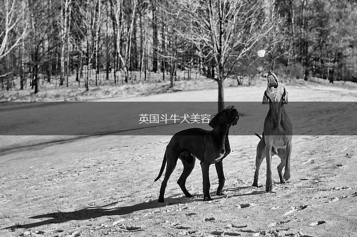 英国斗牛犬美容,第1张