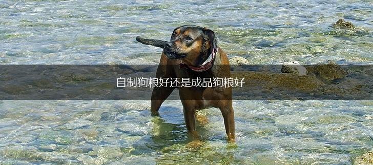 自制狗粮好还是成品狗粮好,第1张