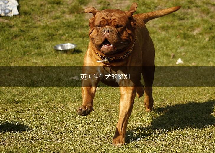 英国斗牛犬的鉴别,第1张 英国斗牛犬的鉴别,第1张