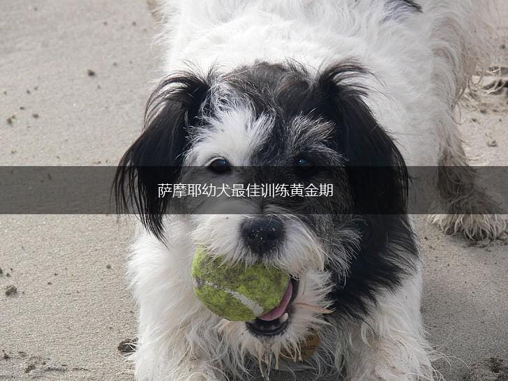 萨摩耶幼犬最佳训练黄金期,第1张 萨摩耶幼犬最佳训练黄金期,第1张