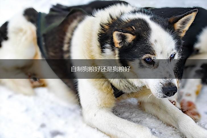 自制狗粮好还是狗粮好,第1张