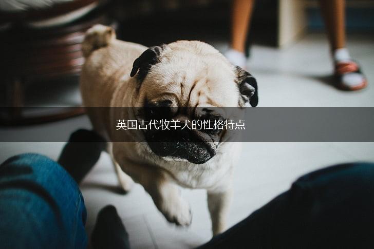 英国古代牧羊犬的性格特点,第1张 英国古代牧羊犬的性格特点,第1张