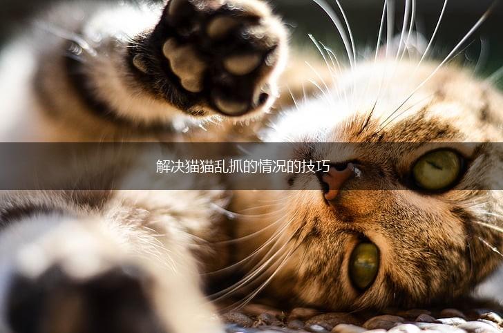 解决猫猫乱抓的情况的技巧,第1张