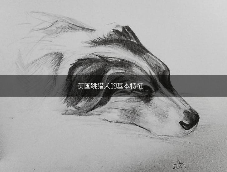 英国跳猎犬的基本特征,第1张