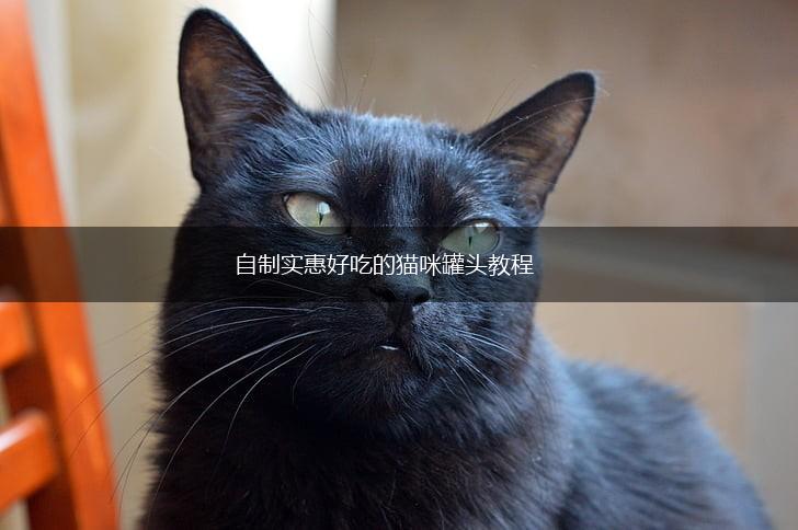 自制实惠好吃的猫咪罐头教程,第1张