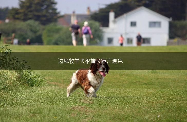 边境牧羊犬很擅长察言观色,第1张