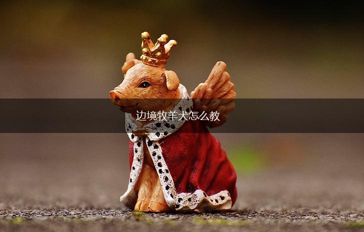边境牧羊犬怎么教,第1张 边境牧羊犬怎么教,第1张