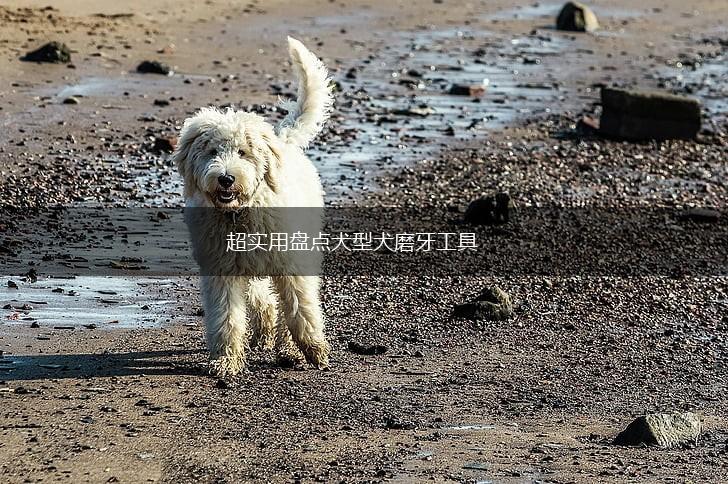 超实用盘点犬型犬磨牙工具,第1张