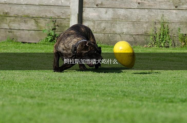 阿拉斯加雪橇犬吃什么,第1张