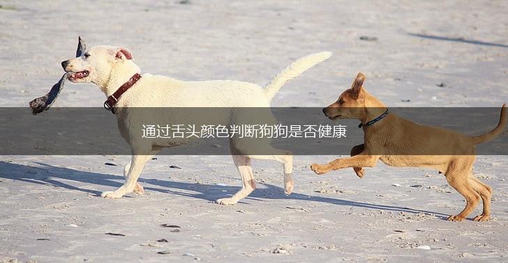 通过舌头颜色判断狗狗是否健康,第1张