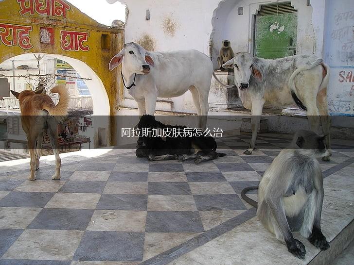 阿拉斯加皮肤病怎么治,第1张