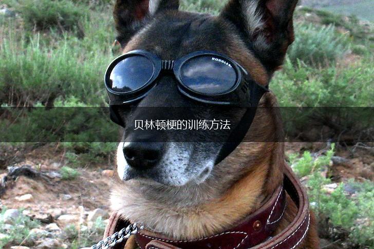 贝林顿梗的训练方法,第1张