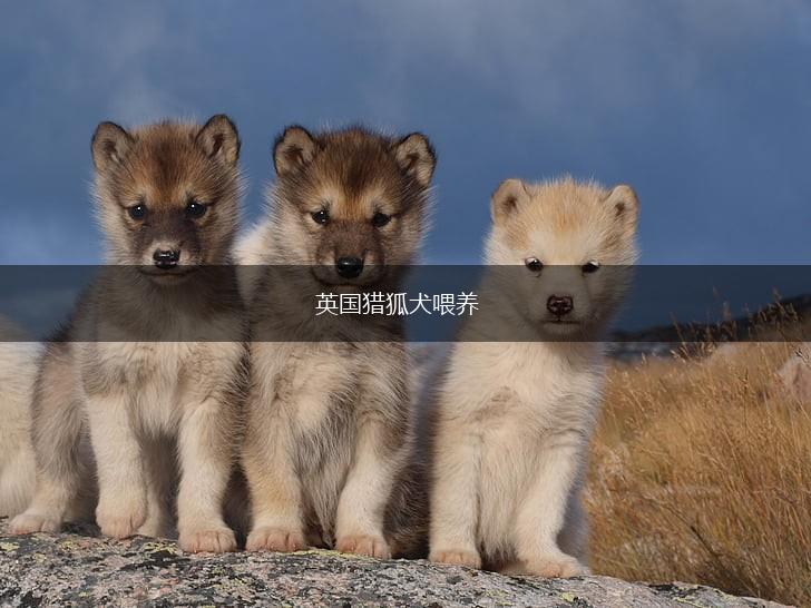 英国猎狐犬喂养,第1张 英国猎狐犬喂养,第1张