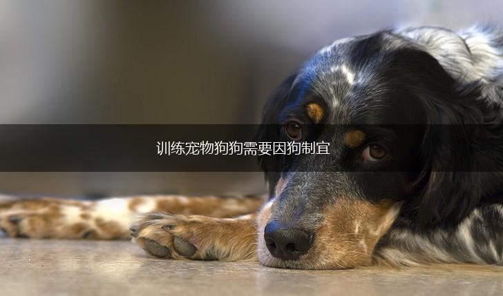 训练宠物狗狗需要因狗制宜,第1张