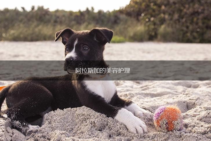 阿拉斯加的美容护理,第1张