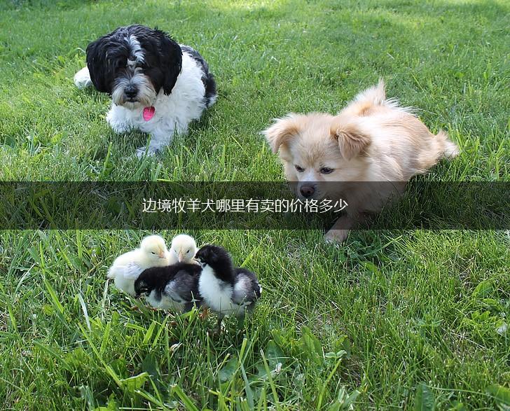 边境牧羊犬哪里有卖的价格多少,第1张