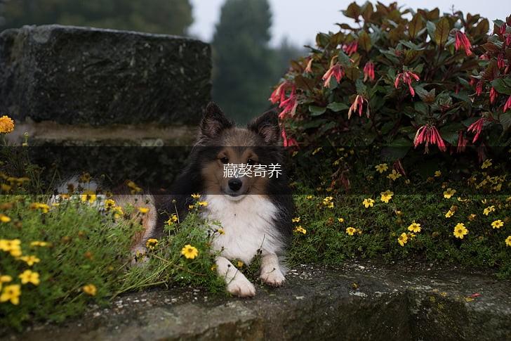 藏獒寄养,第1张