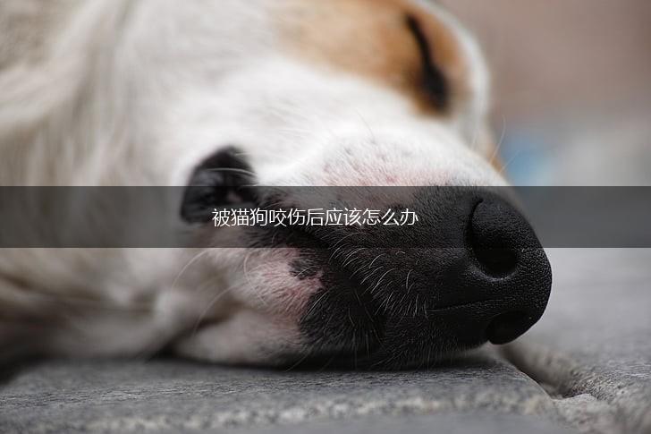被猫狗咬伤后应该怎么办,第1张