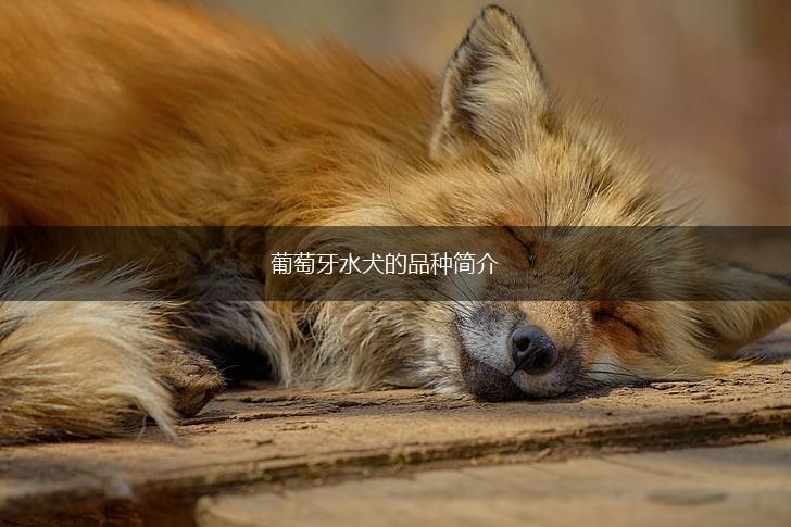 葡萄牙水犬的品种简介,第1张 葡萄牙水犬的品种简介,第1张