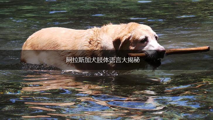 阿拉斯加犬肢体语言大揭秘,第1张