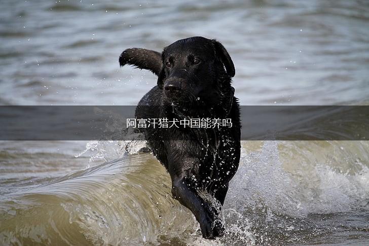 阿富汗猎犬中国能养吗,第1张 阿富汗猎犬中国能养吗,第1张