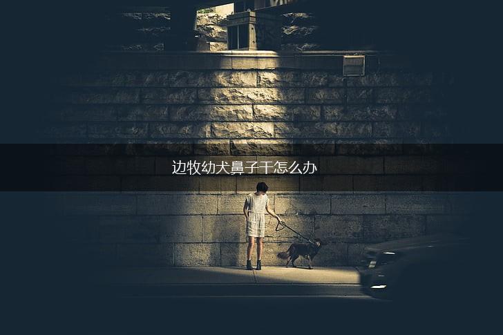 边牧幼犬鼻子干怎么办,第1张