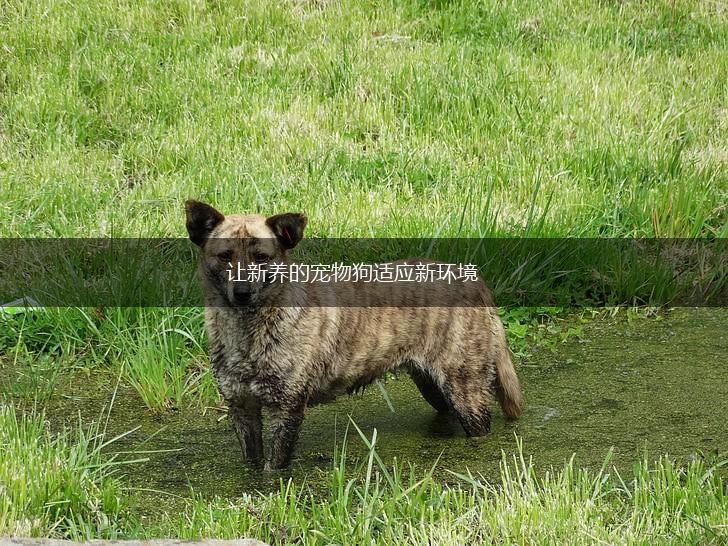 让新养的宠物狗适应新环境,第1张