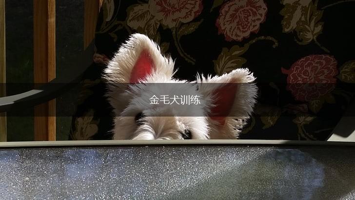 金毛犬训练,第1张