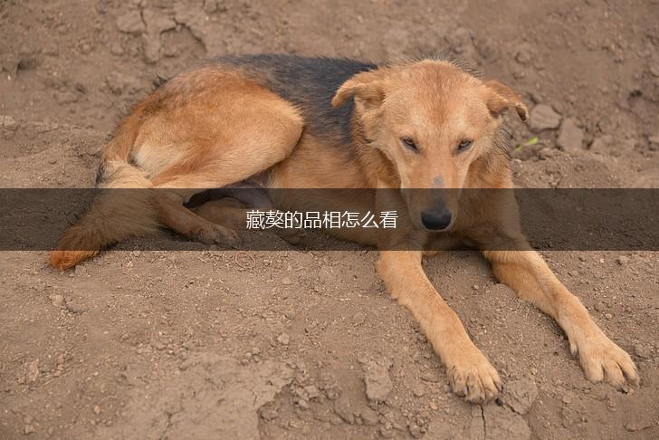 藏獒的品相怎么看,第1张