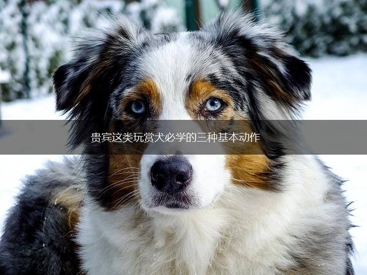 贵宾这类玩赏犬必学的三种基本动作,第1张