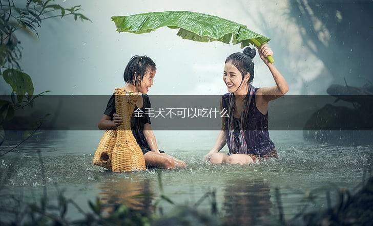 金毛犬不可以吃什么,第1张