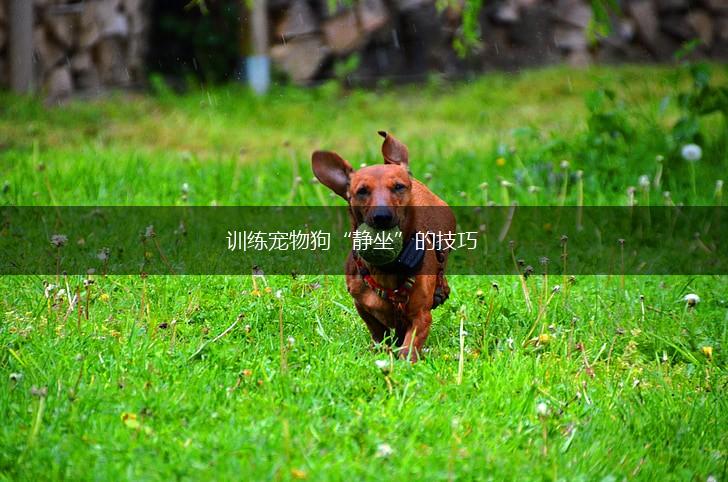 训练宠物狗“静坐”的技巧,第1张