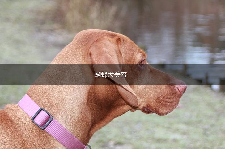 蝴蝶犬美容,第1张