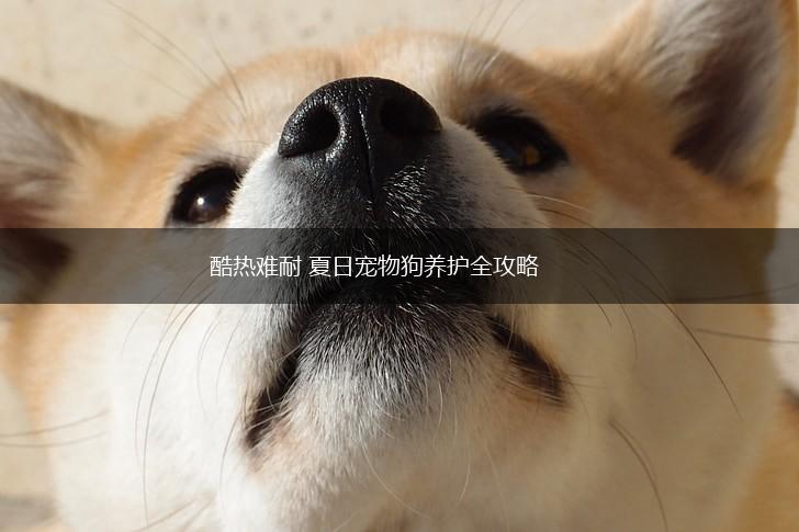 酷热难耐 夏日宠物狗养护全攻略,第1张