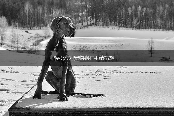 轻松应对宠物狗打毛结措施,第1张