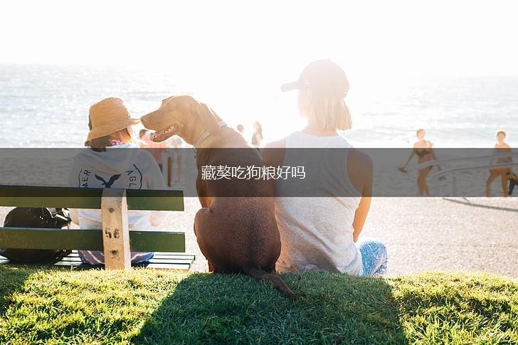 藏獒吃狗粮好吗,第1张